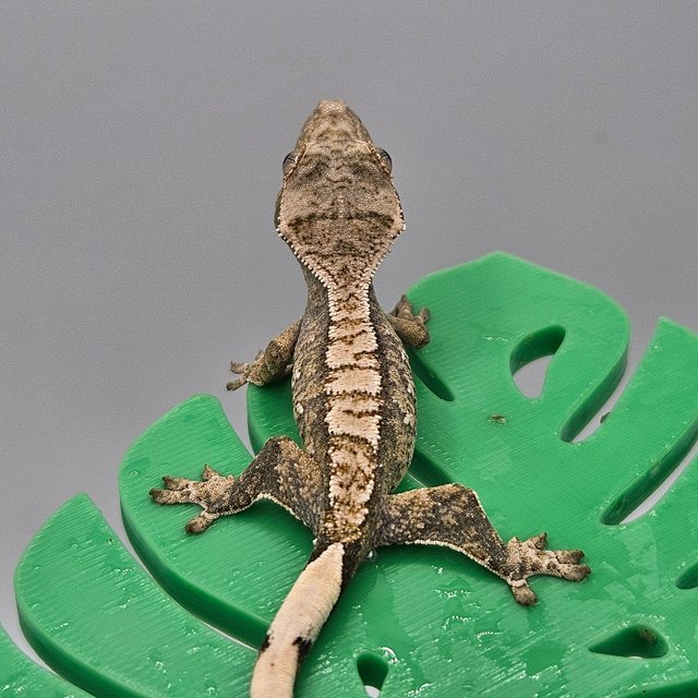 트라이 익스트림할리퀸 노멀 화이트스팟 할리퀸