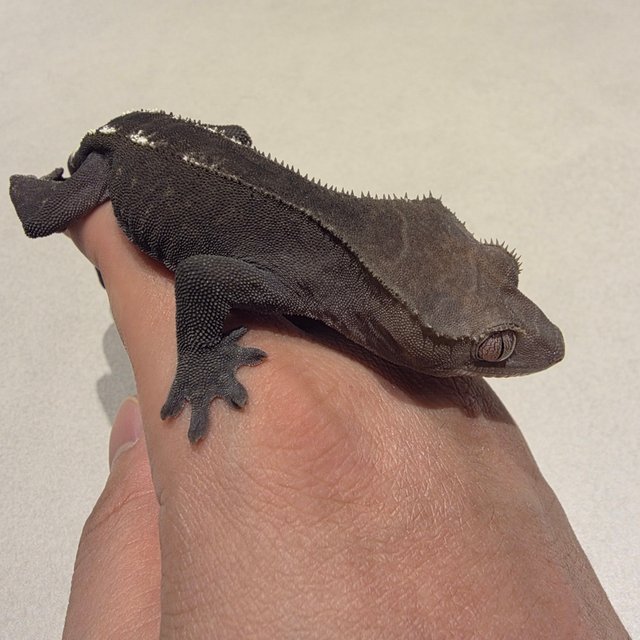 아잔틱 카푸치노