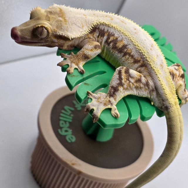 릴리화이트 드리피 풀핀 트라이