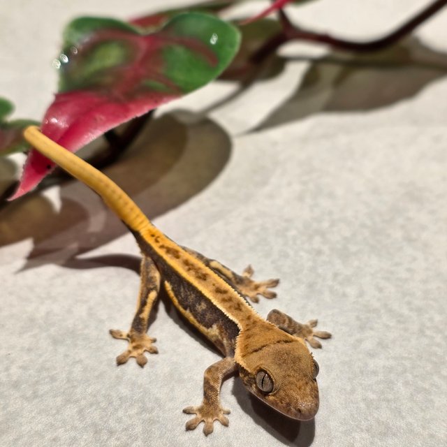 릴리화이트 레드 슈퍼스트라이프