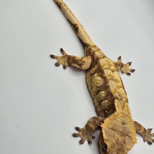 노멀 레드 트라이 익스트림할리퀸