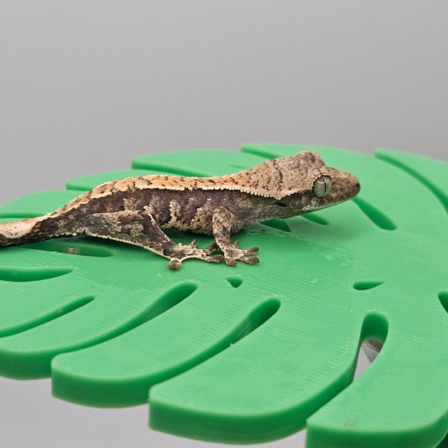 노멀 트라이 익스트림할리퀸 텐저린 할리퀸