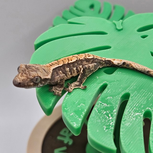 노멀 트라이 익스트림할리퀸 텐저린 할리퀸