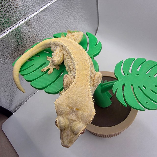 릴리화이트 솔리드백 풀핀