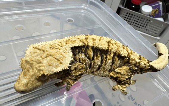 노멀 트라이 익스트림할리퀸