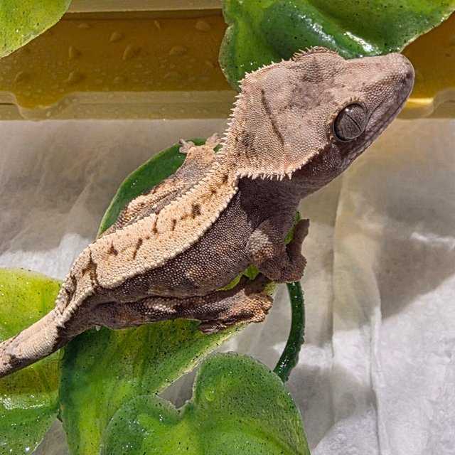 세이블 100%헷아잔틱