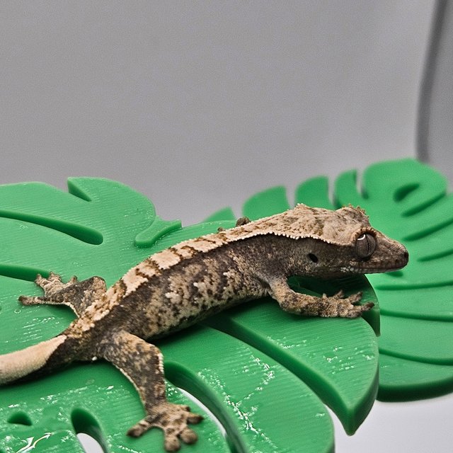 트라이 익스트림할리퀸 노멀 화이트스팟 할리퀸