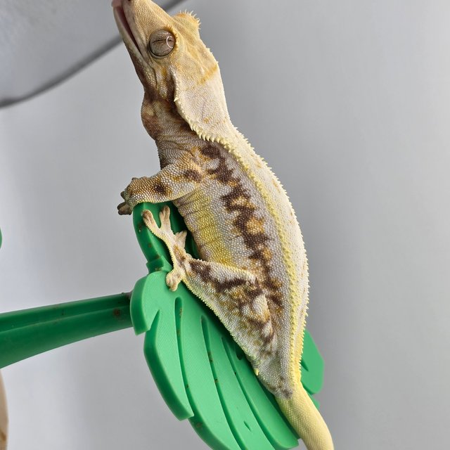 릴리화이트 드리피 풀핀 트라이