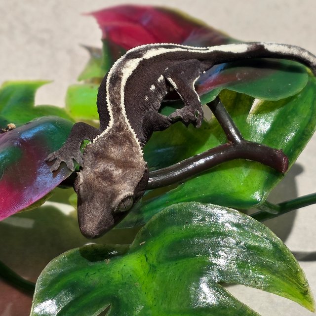 아잔틱 핀스트라이프