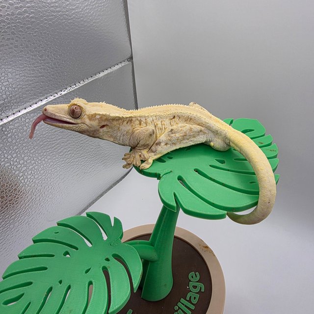 릴리화이트 솔리드백 풀핀