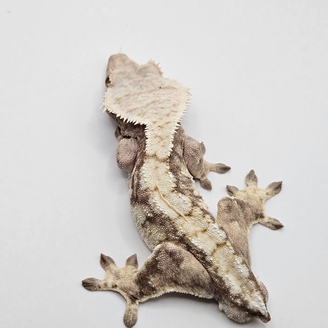 노멀 트라이 익스트림할리퀸