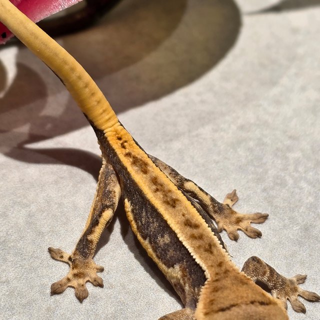 릴리화이트 레드 슈퍼스트라이프