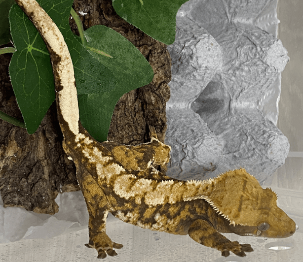 노멀 트라이 익스트림할리퀸 텐저린