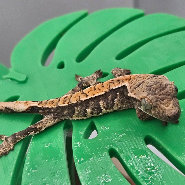 노멀 트라이 익스트림할리퀸 텐저린 할리퀸