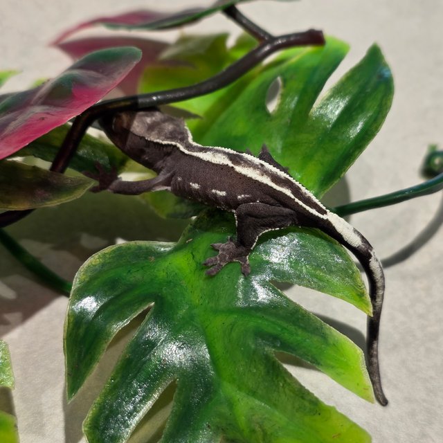 아잔틱 핀스트라이프