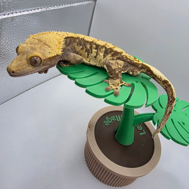 노멀 트라이 익스트림할리퀸 텐저린