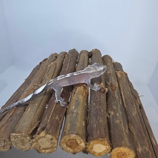 아잔틱