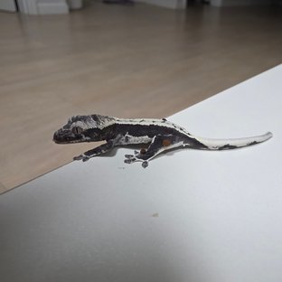 릴잔틱