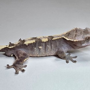 세이블 100%헷아잔틱