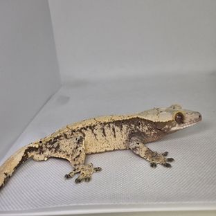 100%헷아잔틱 달마시안