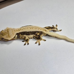 릴리100%헷아잔틱