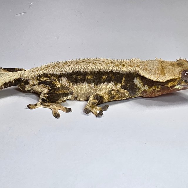 릴리100%헷아잔틱