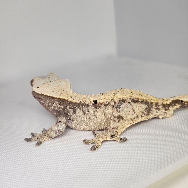 100%헷아잔틱 달마시안