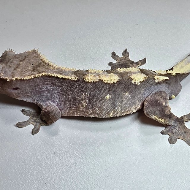 세이블 100%헷아잔틱