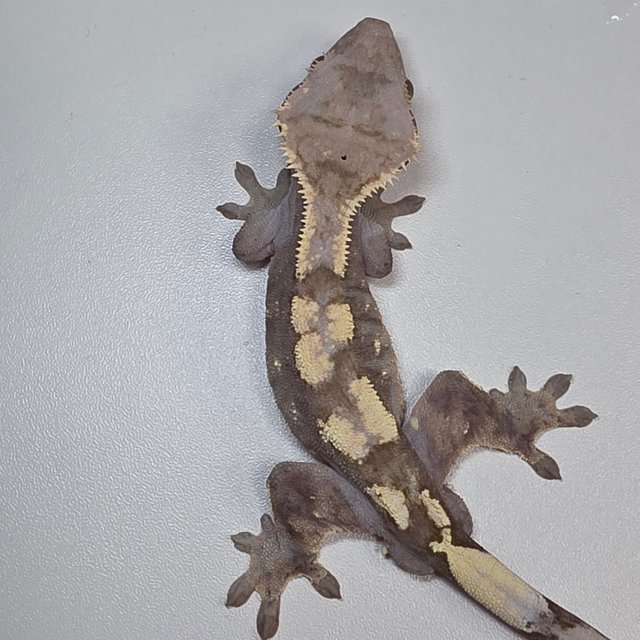 세이블 100%헷아잔틱