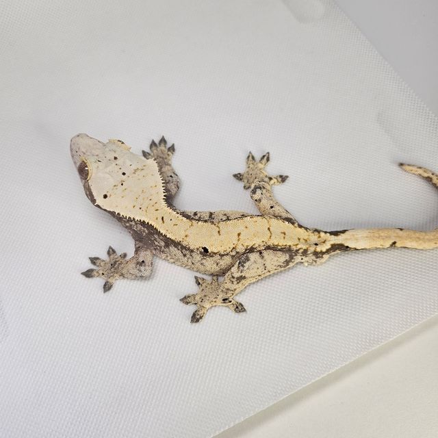 100%헷아잔틱 달마시안