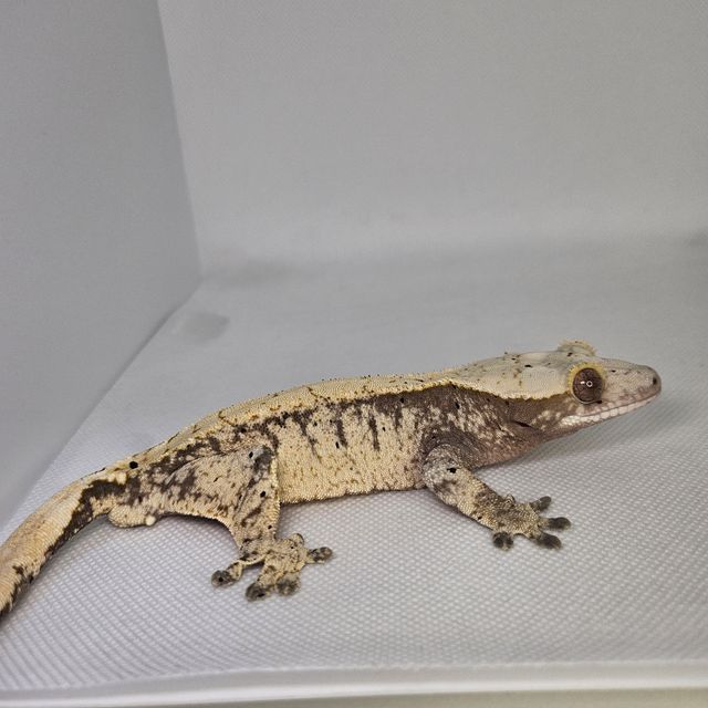 100%헷아잔틱 달마시안