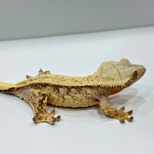 비키