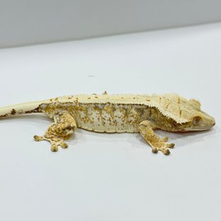 찹쌀