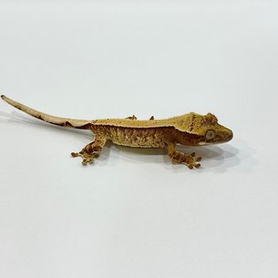 노멀 레드 솔리드백