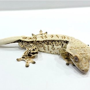 뱅갈