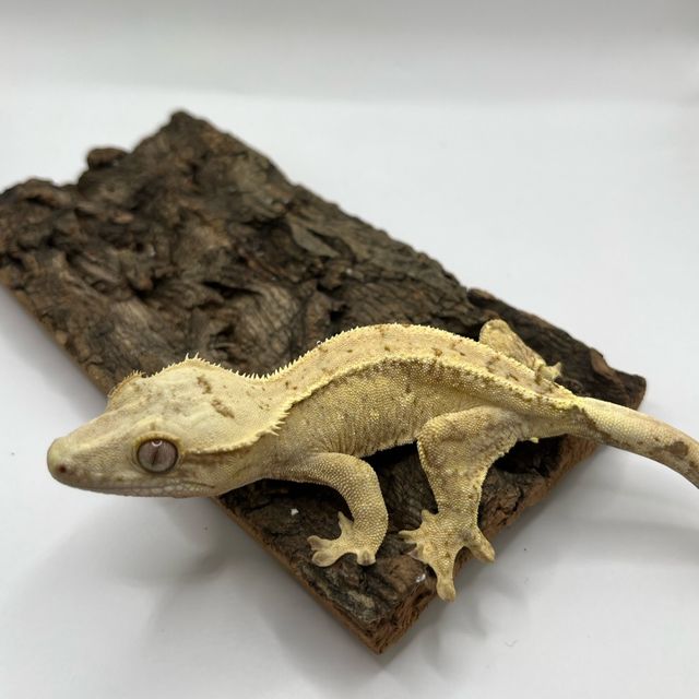 100%헷아잔틱 크림시클