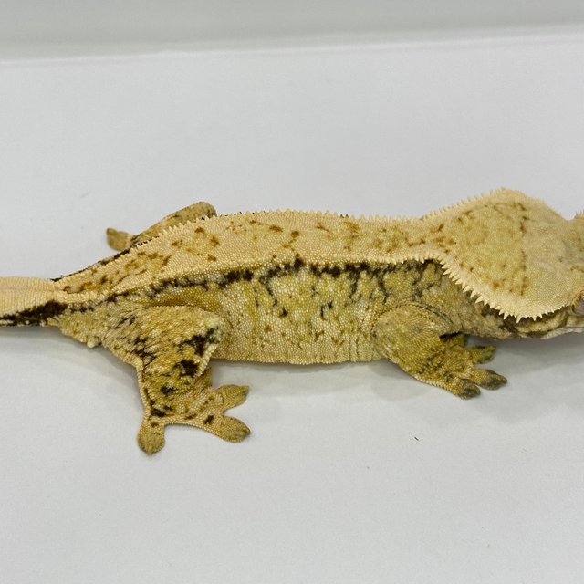 화이트스팟 트라이