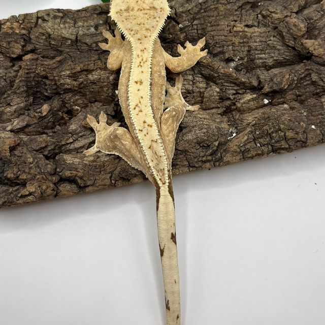 100%헷아잔틱 드리피 풀핀