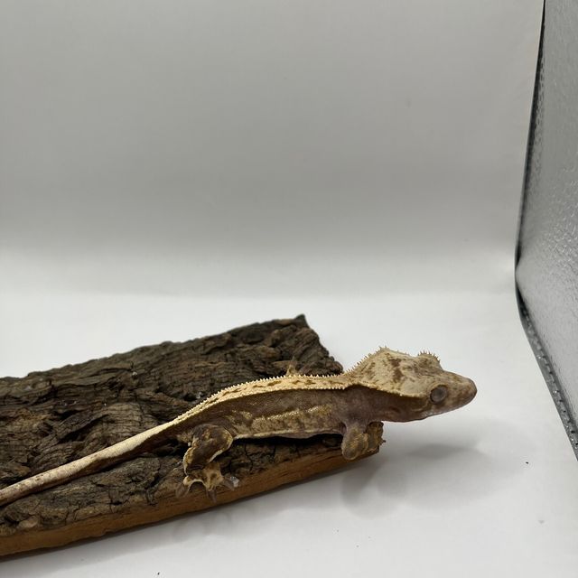 100%헷아잔틱 풀핀 쿼드