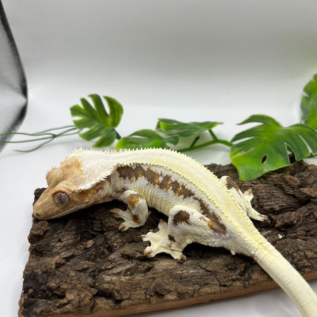 레드 릴리화이트