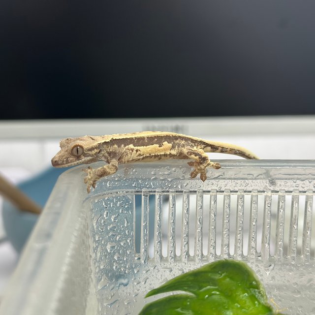 프라푸치노 슈퍼스트라이프