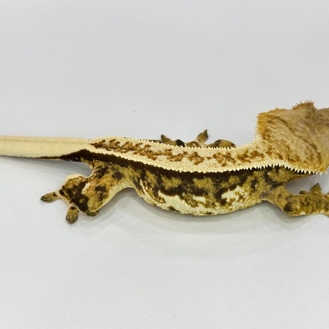 텐저린 쿼드 트라이