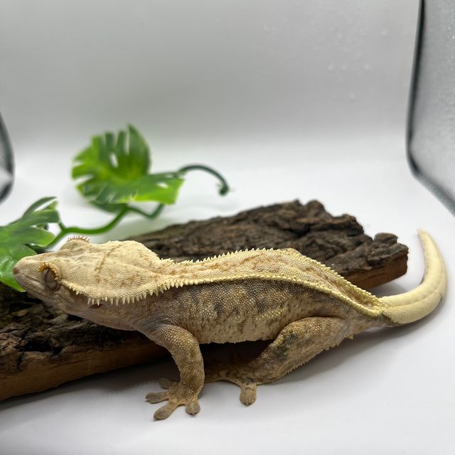 노멀 트라이 풀핀