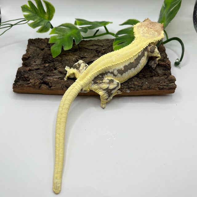 릴리화이트 트라이