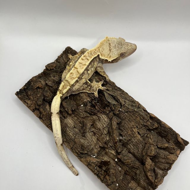 100%헷아잔틱 트라이