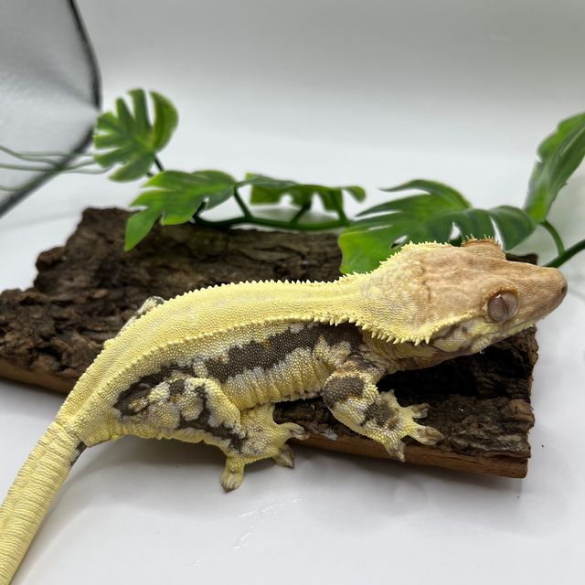 릴리화이트 트라이