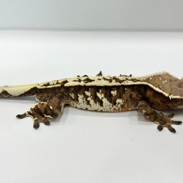 100%헷아잔틱 세이블