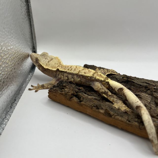 100%헷아잔틱 트라이