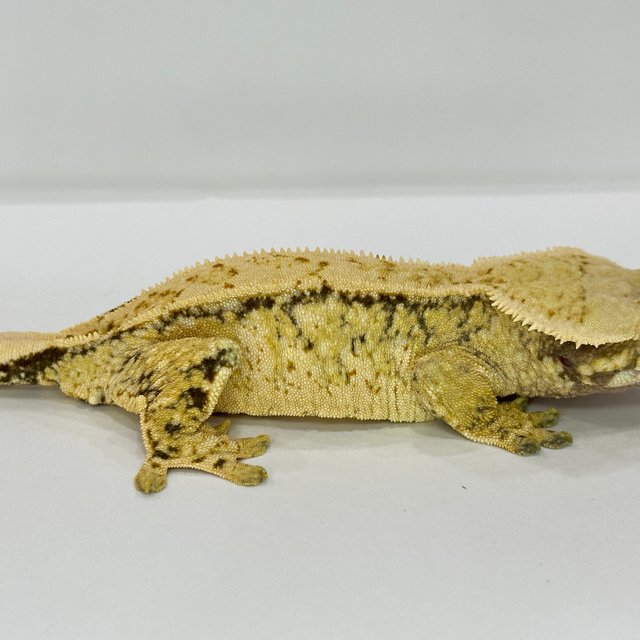 화이트스팟 트라이