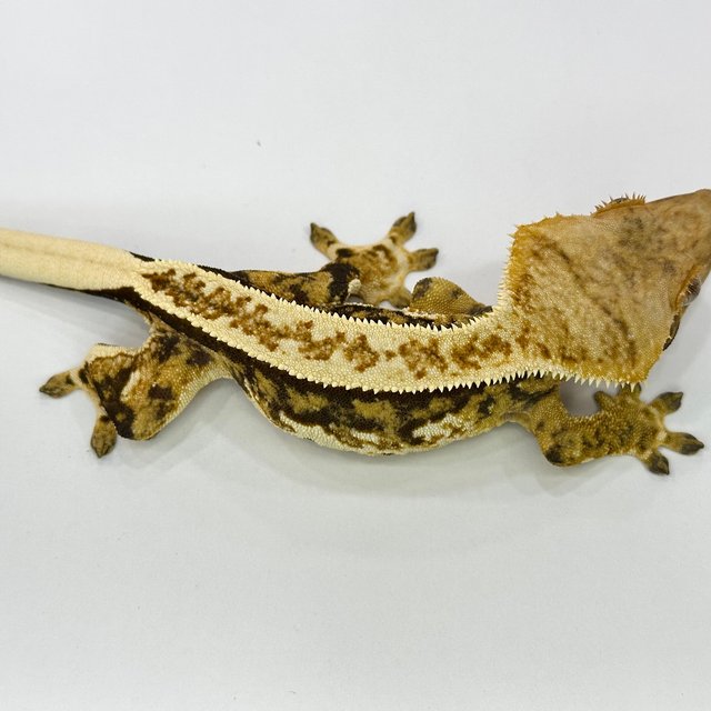 텐저린 쿼드 트라이